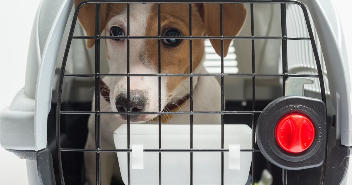 Jack Russell terrier in a hard-side evacuation carrier